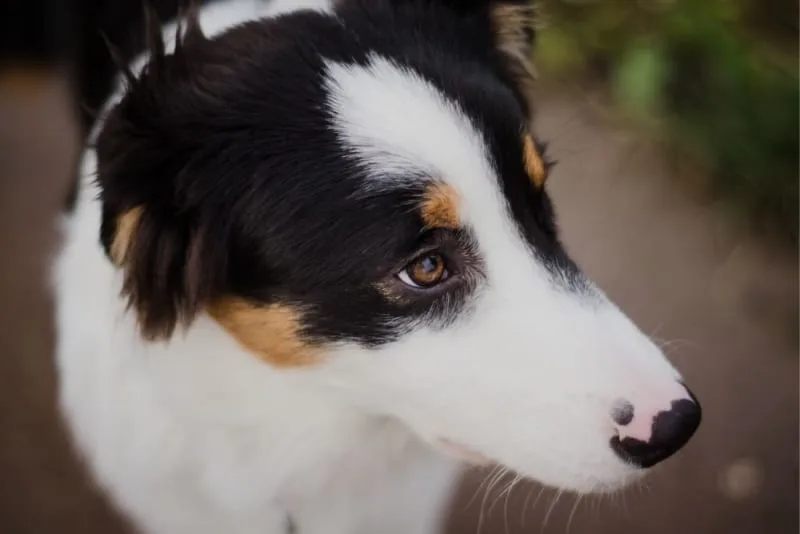 What is Veterinary Cold Laser Therapy?