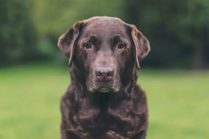 Benefits of PEMF Therapy for Dogs