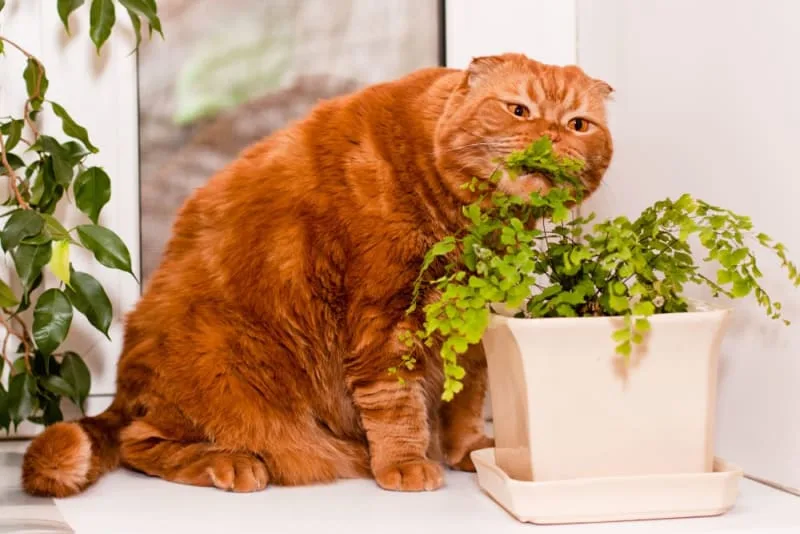 Which Houseplants Are Toxic To Cats?