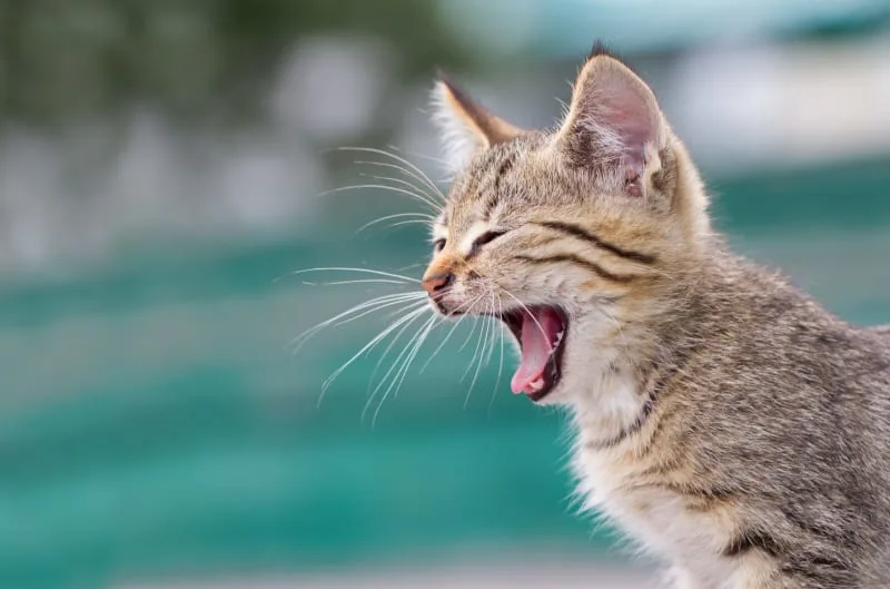 What can I do about my cat's bad breath?
