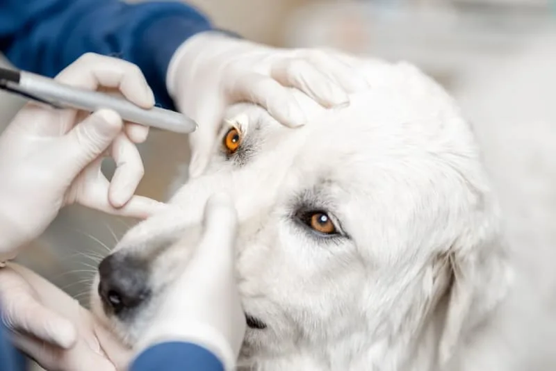Eye Injuries in Pets: When to Seek Veterinary Care?