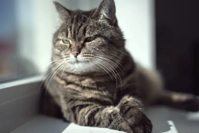 Old Cats: Caring for Senior Cats