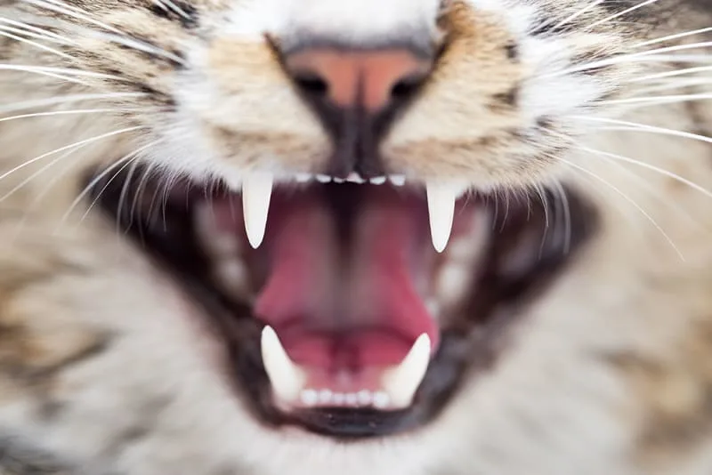 Dental Disease in Cats - What You Need to Know