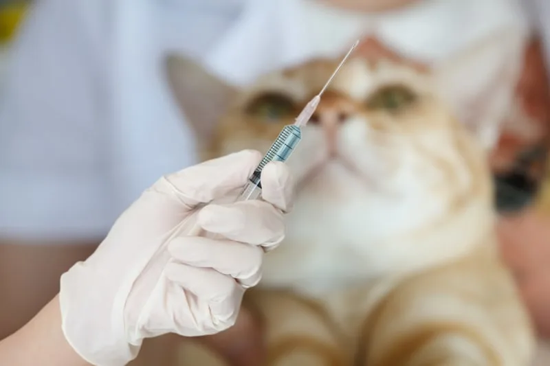 Should My Indoor Cat Be Vaccinated?