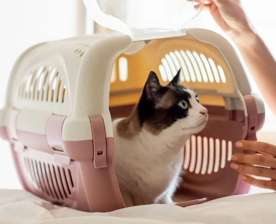 cat in carrier ready for a vet appointment