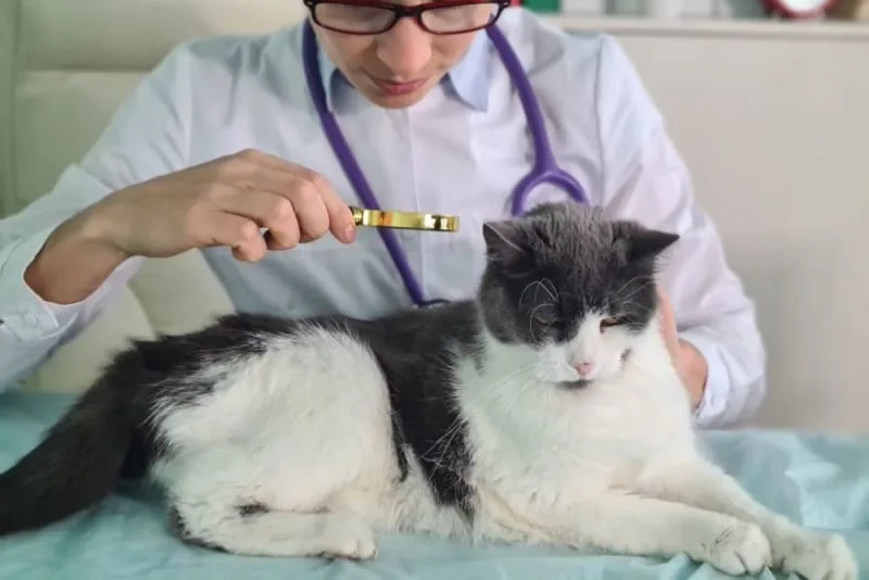How to Identify & Prevent Skin Cancer in Cats