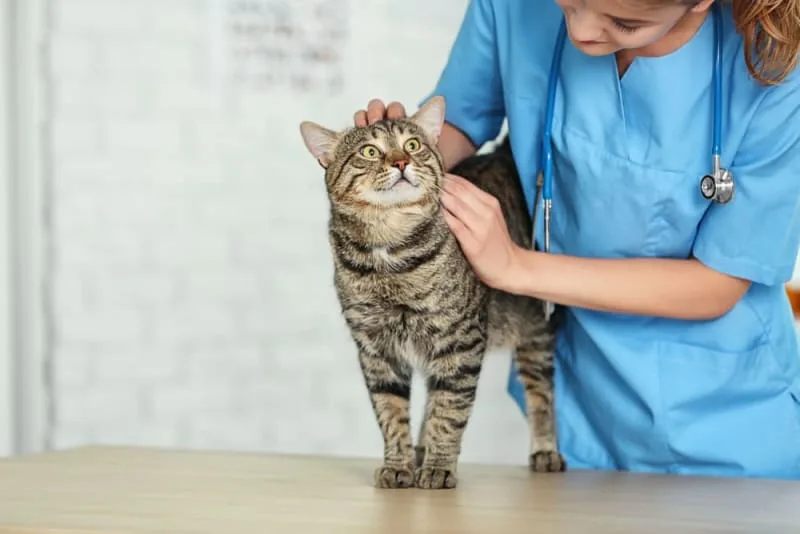 Bladder Stones in Cats