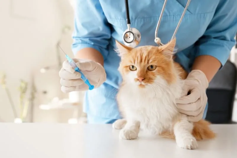 Should I get my indoor cat vaccinated?