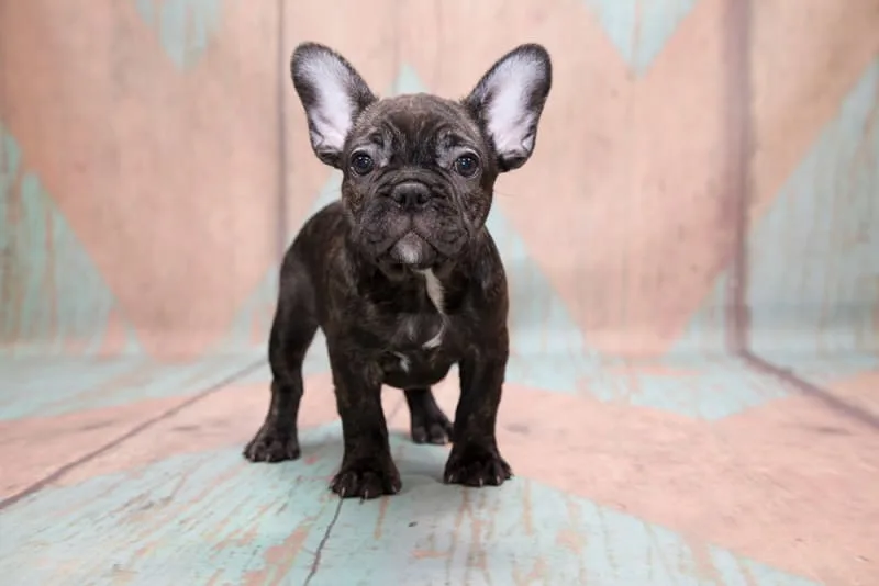 Getting Your Dog Fixed—Benefits & When To Do It