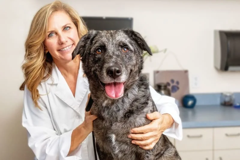 Dog Rabies Vaccine Schedule