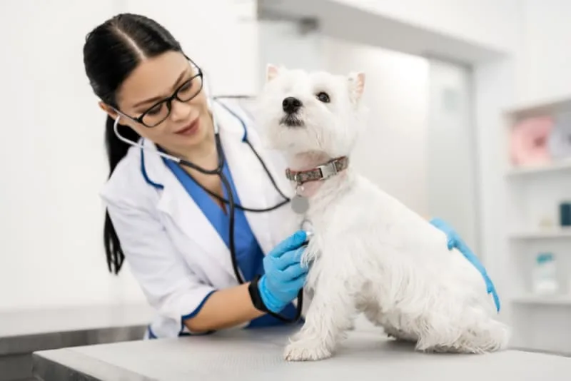 Routine Vet Exams: Why Are Regular Veterinary Checkups Important?