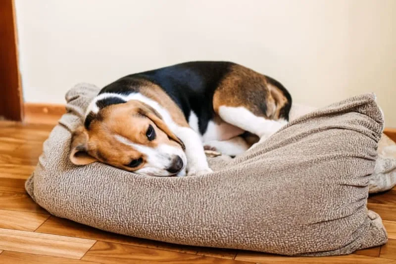 Signs of Pain & Discomfort in Dogs
