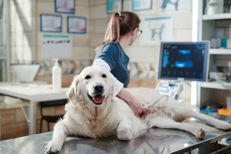 Ultrasound Examination in Dogs
