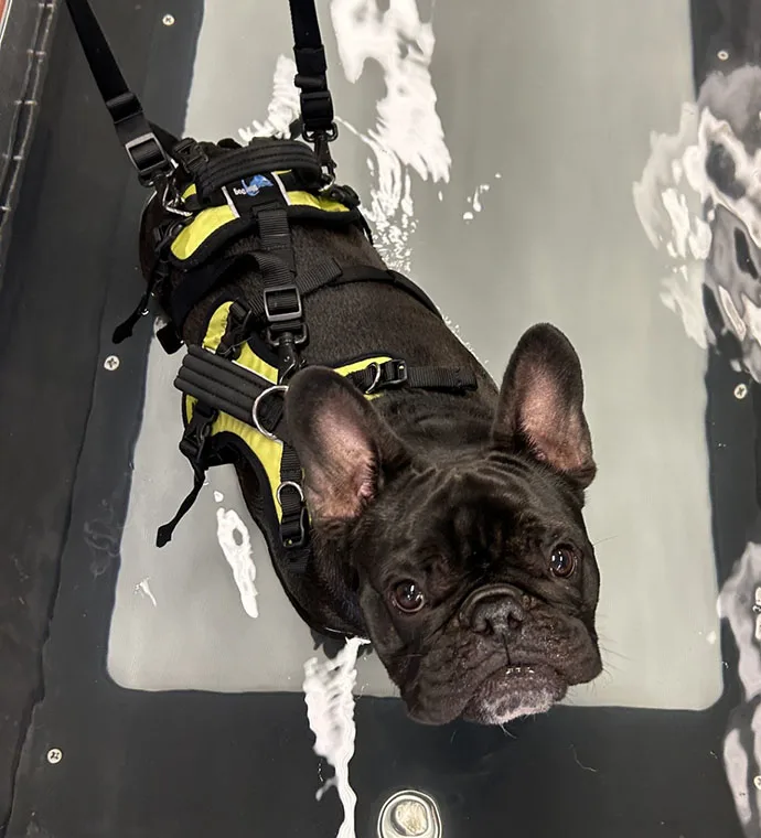 Mountain View Veterinary Hospital Vancouver Washington Rehabilitation Underwater Treadmill Tater Tot