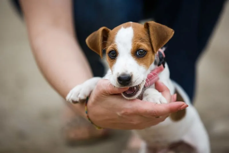 How to Stop Puppy Biting
