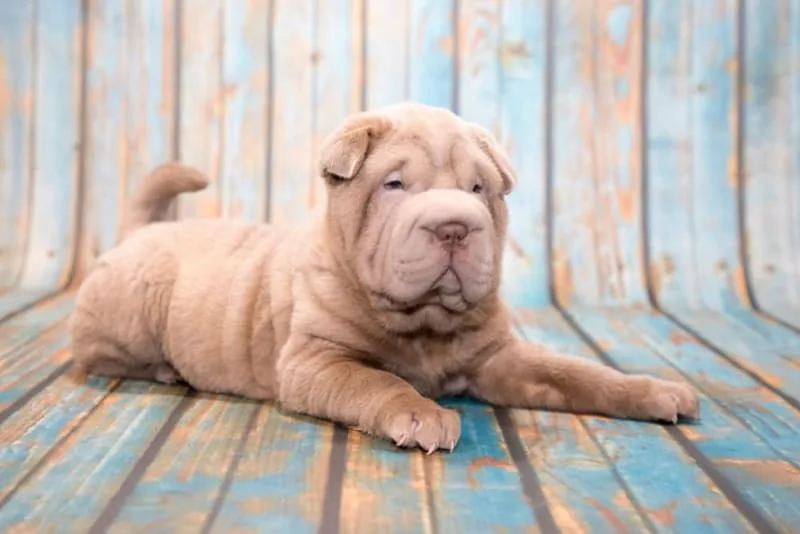 Entropion in Dogs