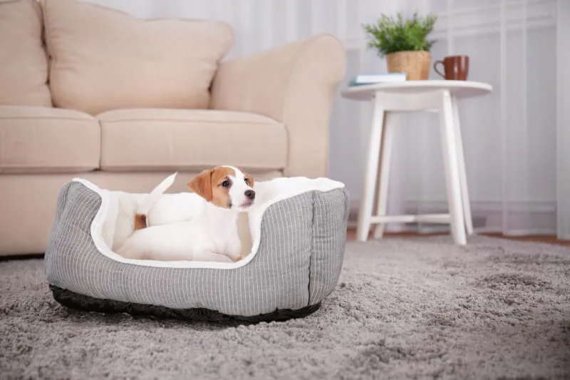 How Long Can My Dog Be Home Alone?