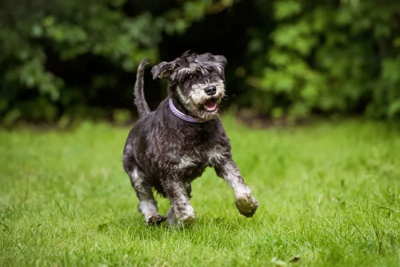 Signs of Joint Pain in Dogs - Causes and Treatment