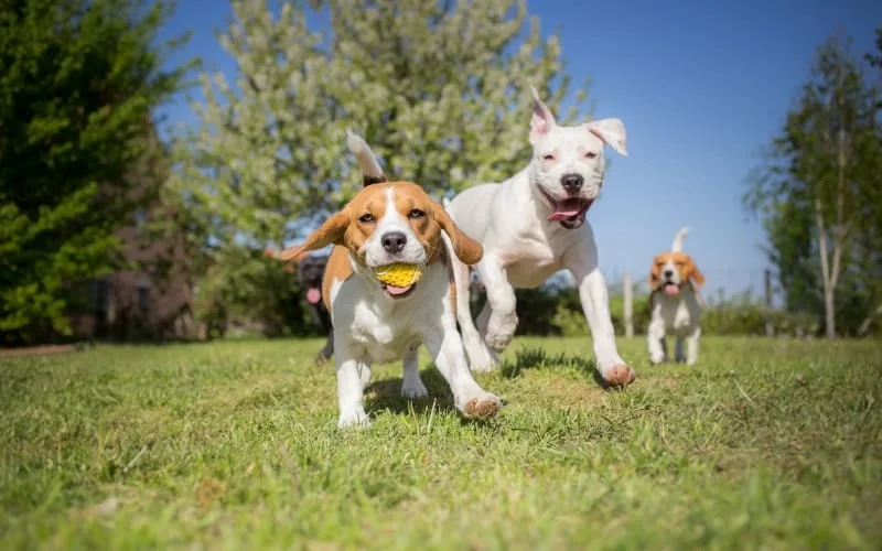 What is Kennel Cough in Dogs? Symptoms, Treatment & Prevention