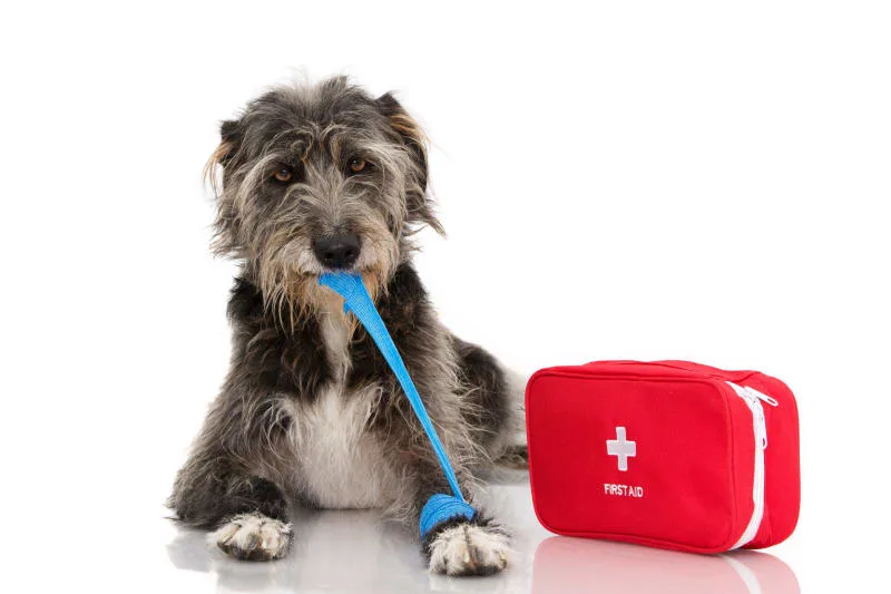 Heavy Bleeding in Cats and Dogs: What It Is and What to Do