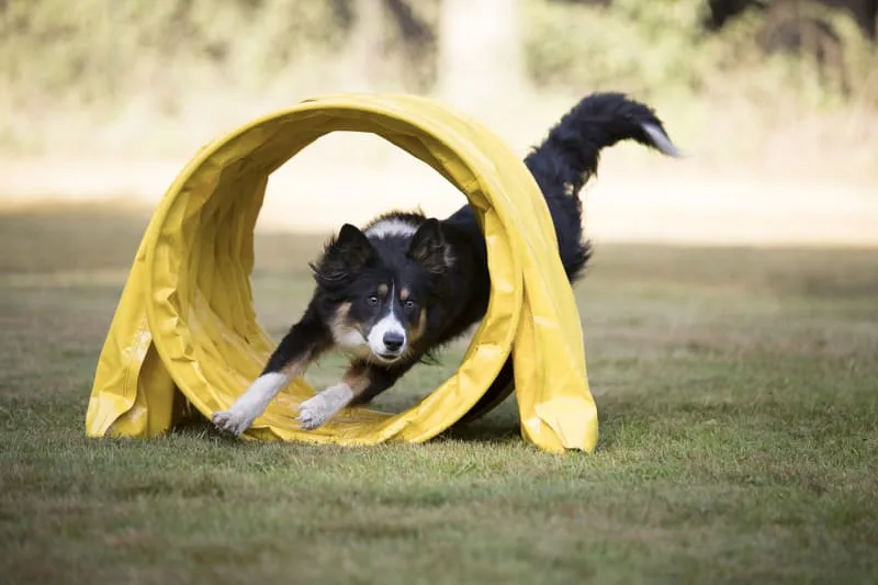 A Pet Parent's Guide to ACL Surgery for Dogs