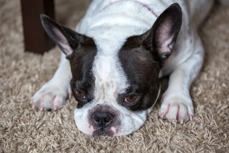 Signs & Treatment For Fever in Dogs