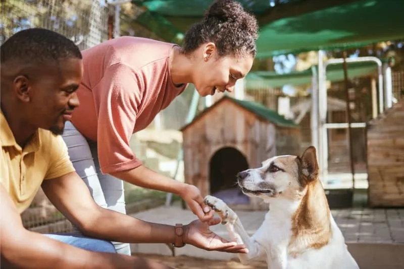How Much Does Dog Boarding Cost? Cats & Dogs