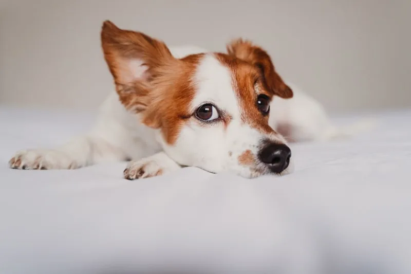Ear Infections in Dogs