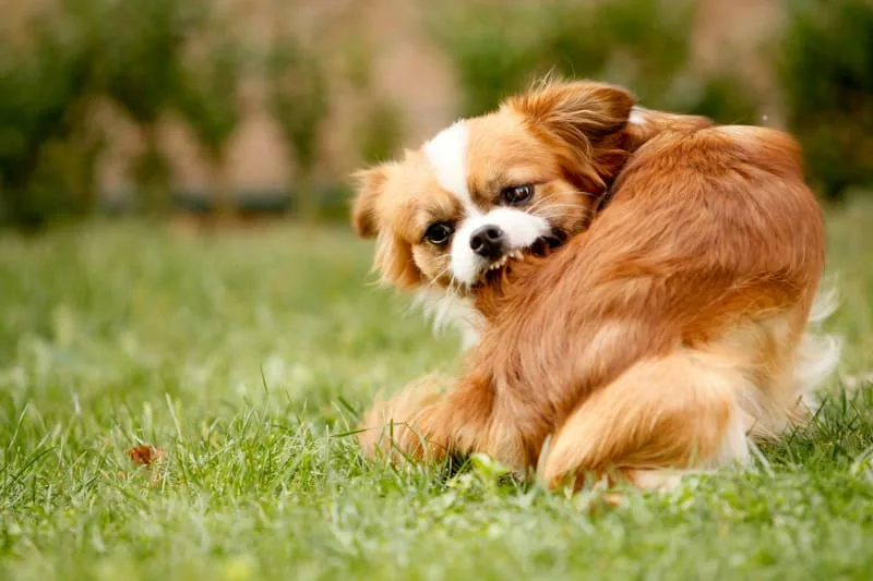 What Does Ringworm In Dogs Look Like?