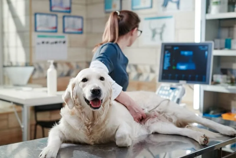 Ultrasound Examination for Dogs