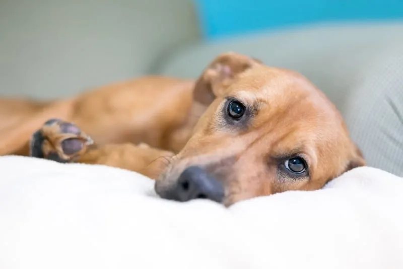 Blood in Dog's Stool: Is It an Emergency?