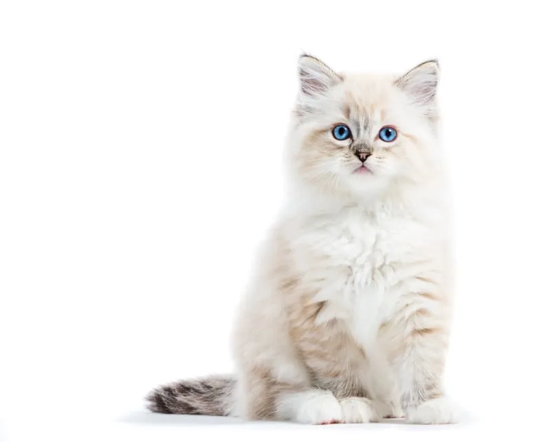 Can Cats Have Asthma?