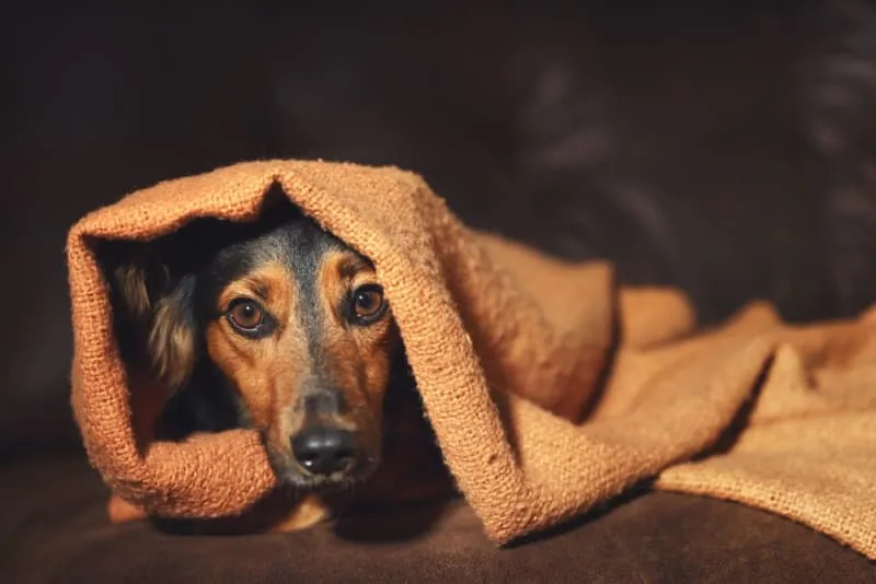 Understanding Blood Tests for Dogs