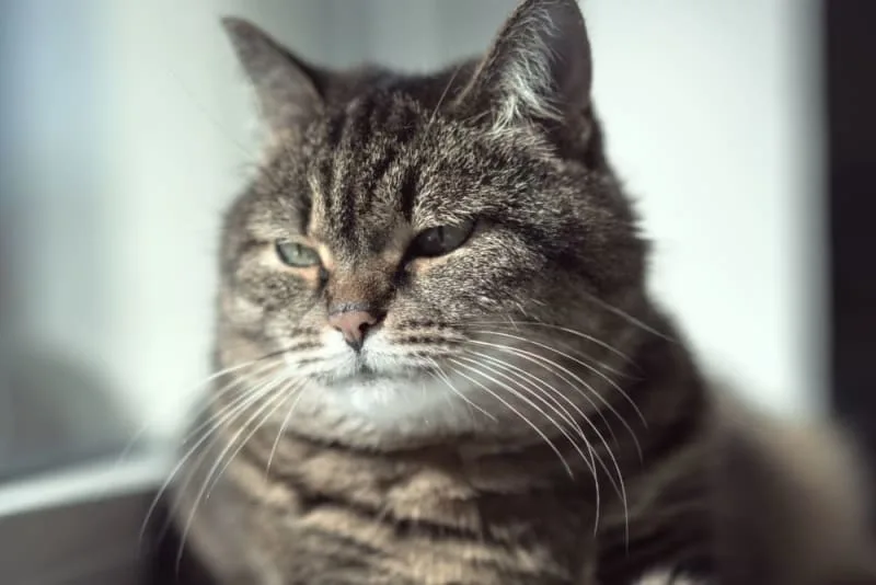 Old Cats – Caring for Senior Cats