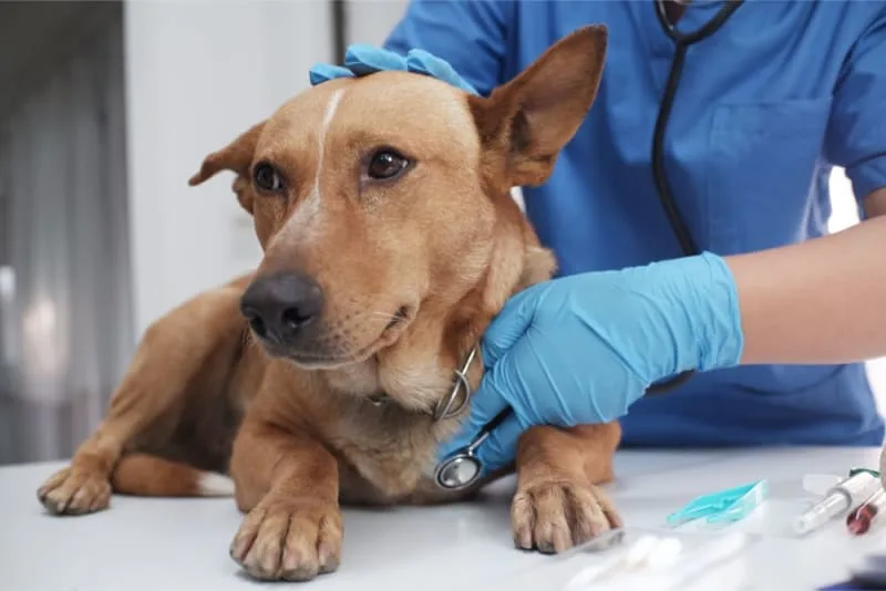 Broken Jaws in Dogs: Causes & Treatments