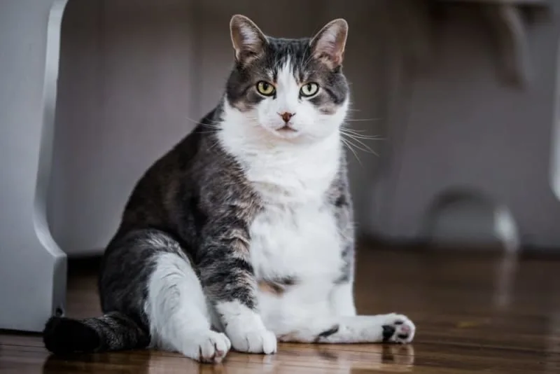 Is Your Cat Overweight? Signs, Symptoms & What to Do