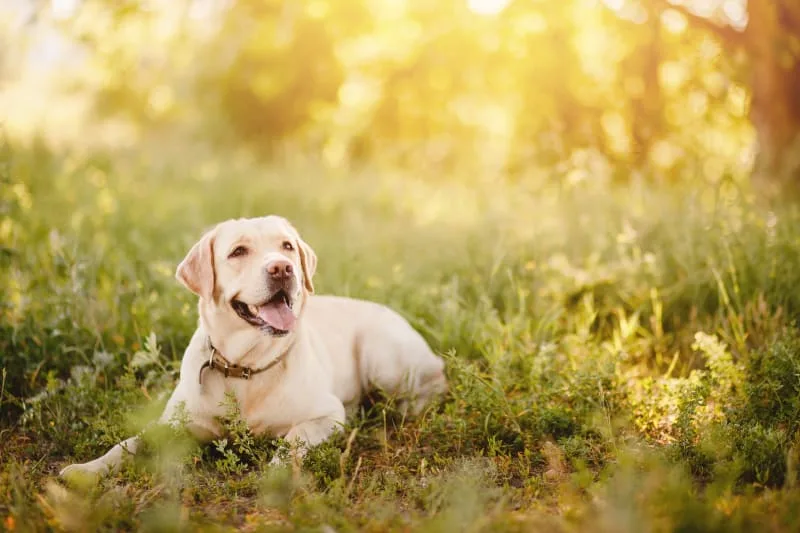 Anaplasmosis in Dogs: Symptoms and Treatment
