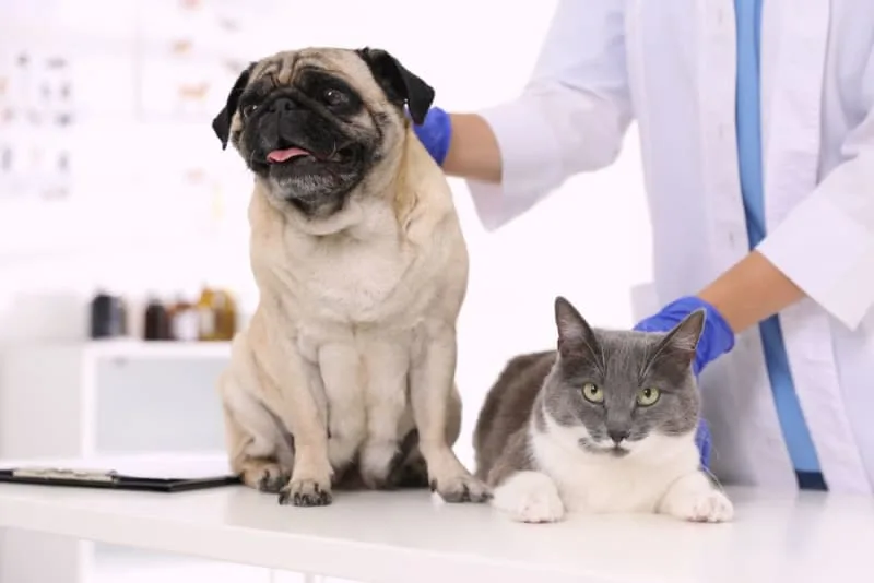 Making the Most of Your Pet's Routine Exam: What to Ask Your Vet