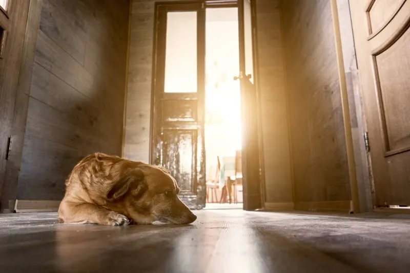 Causes & Treatment of Whipworm in Dogs