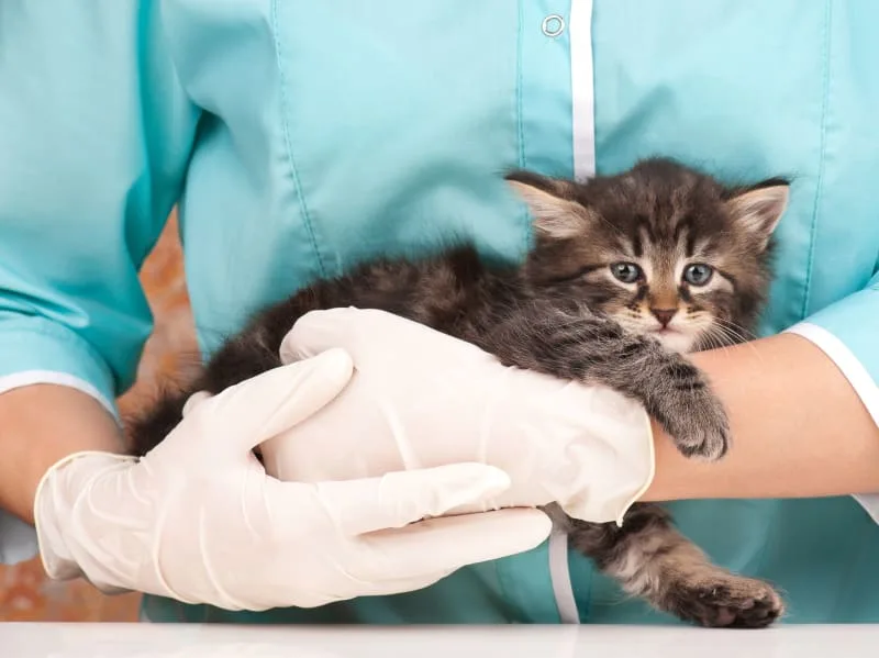 Important Cat Vaccination Schedule
