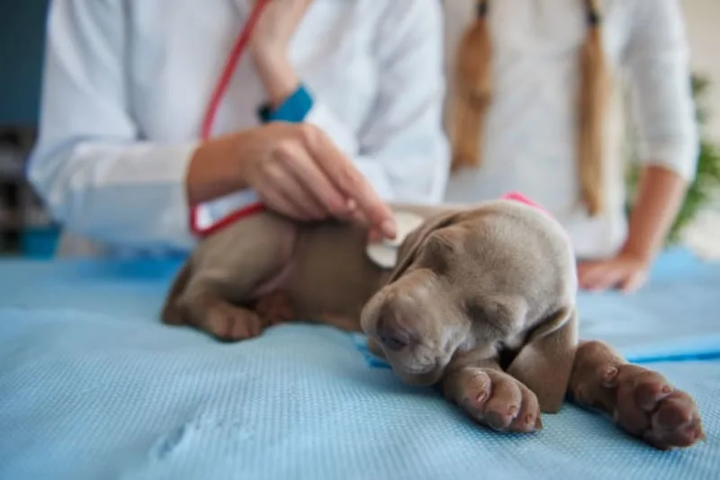 Puppy's First Vet Visit: Checklist & What to Expect