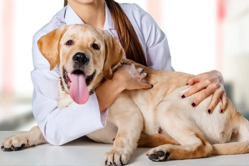 5 Health Benefits of Acupuncture for Dogs
