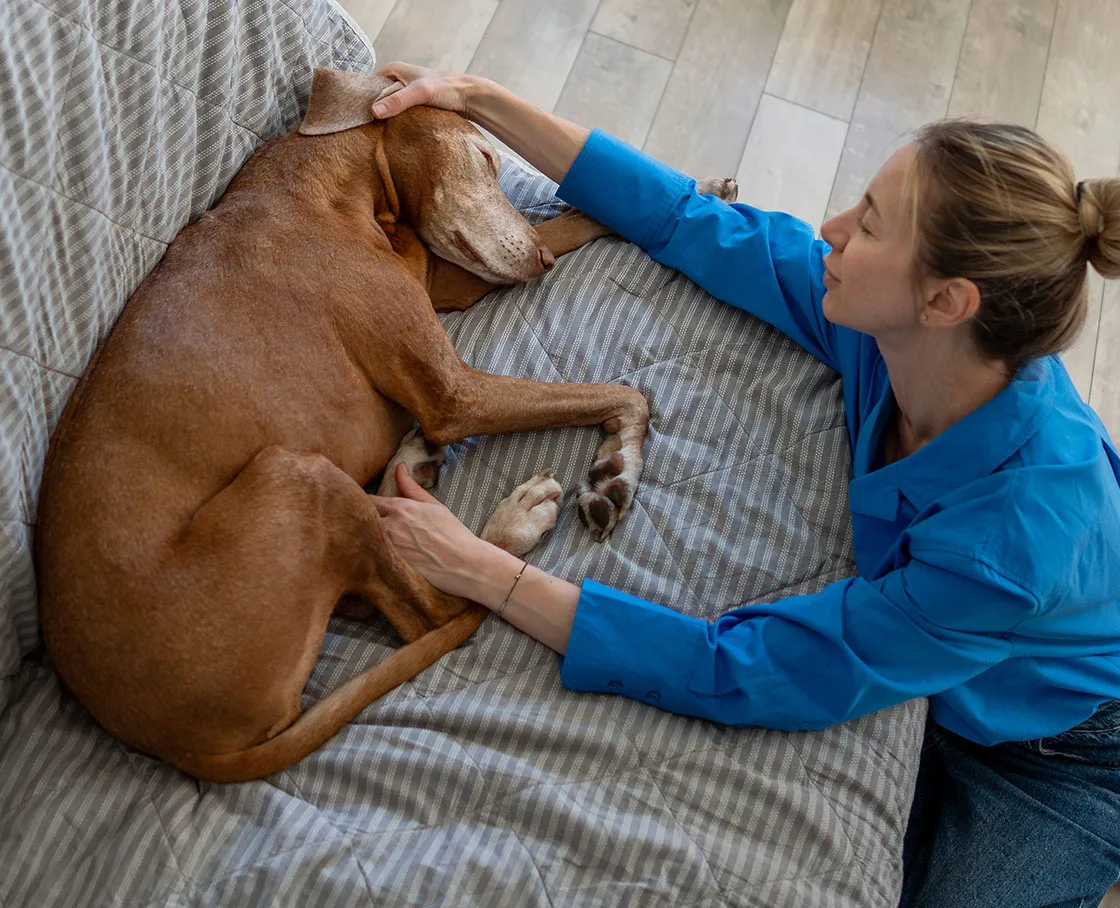 veterinary cardiology dog on couch, tired, with owner by side