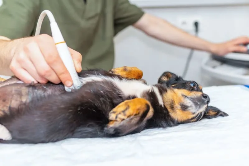 Dog Intestinal Blockage Surgery