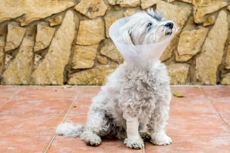 Broken Jaws in Dogs: Causes & Treatments
