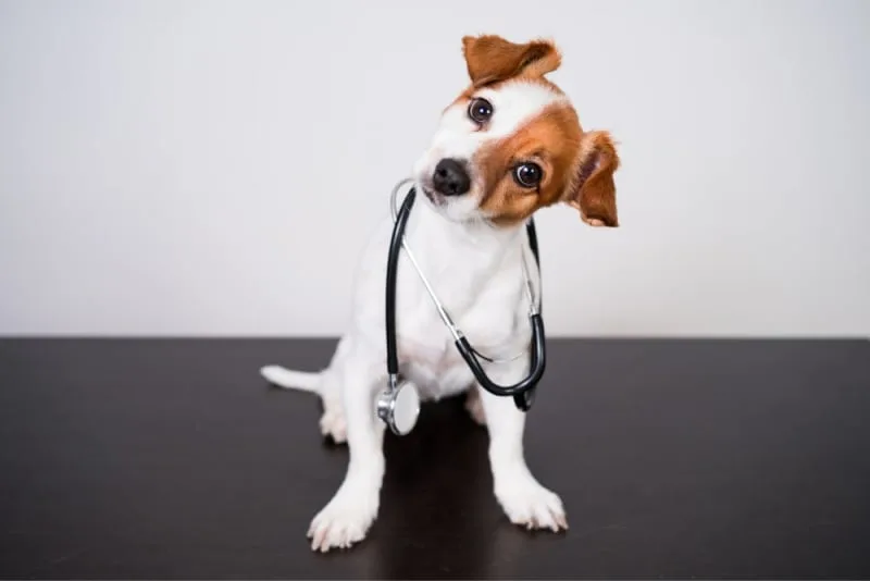 Endoscopy for Pets: Diagnosing & Treating Digestive Disorders