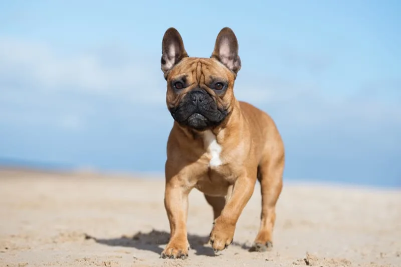 Allergic Dermatitis in Dogs - Symptoms & Treatments