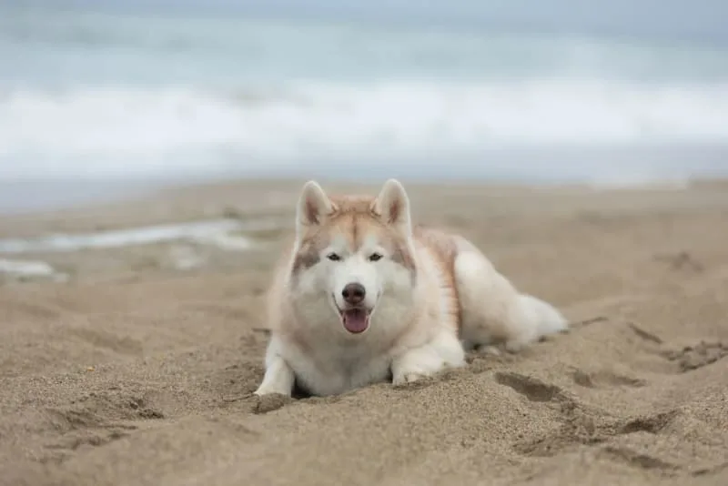Dog Knee Surgery