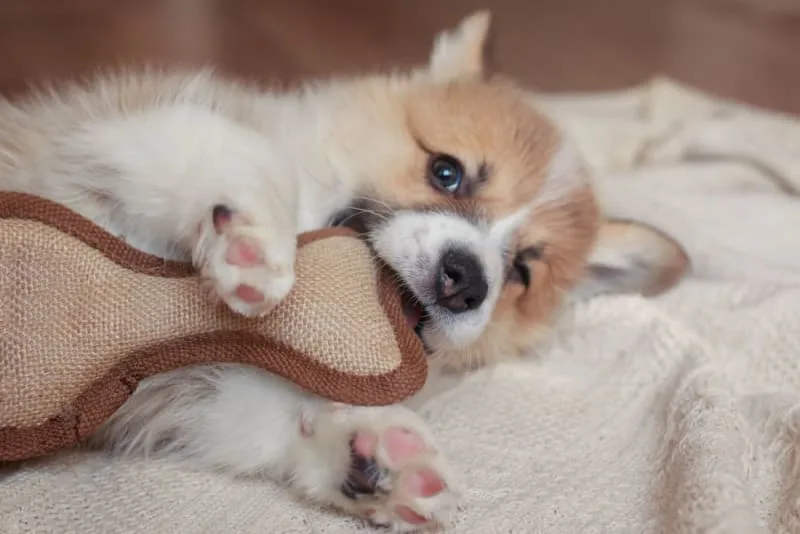 Teething Puppies: Tips & Tricks