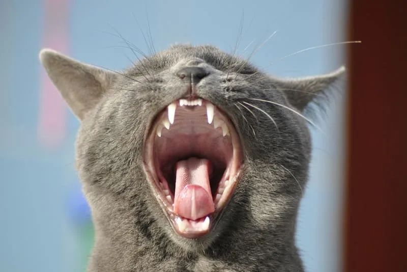 Cat Dental Surgery - Extractions
